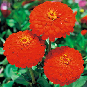  WjAiSjF1bhT 1܁y^LCczt܂