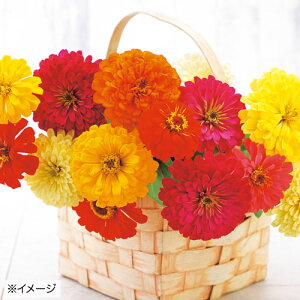  WjAiSjF1TVC 1܁y^LCczt܂