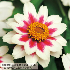  WjAiSjUnX^[Cg[Y 1܁y^LCczt܂