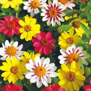  WjAiSjUnYx[l[h 1܁y^LCczt܂