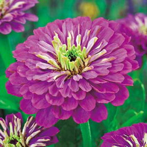  WjAiSj_Ap[vvX 1܁y^LCczt܂