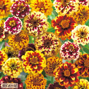  WjAiSjWW[ 1܁y^LCczt܂