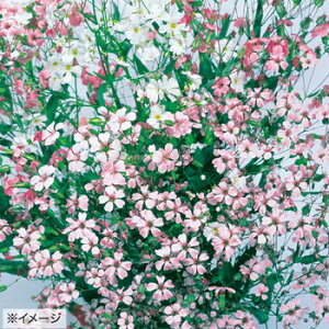  T|iA obJA  1܁y^LCczH܂