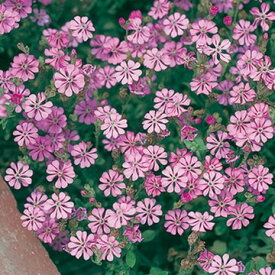 楽天市場 シレネ の 花の通販