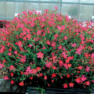  Vl U[YsN 1܁y^LCczH܂