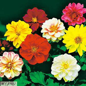 ダリア 種 種の人気商品 通販 価格比較 価格 Com
