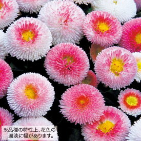 楽天市場 ポンポンデージー 苗の通販