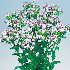  ӂȂłi_CATXjT}[x_[ 1܁y^LCczH܂