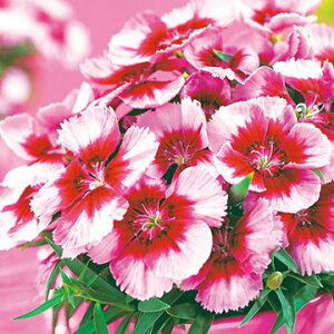  qi_CATXjF1xeBptFN\AC 1܁y^LCczH܂