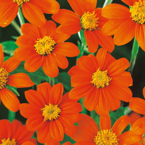 �� �`�g�j�A �g�[�`�i���L�V�R�Ђ܂��j 1�܁y�^�L�C��c�����z�t�܂�