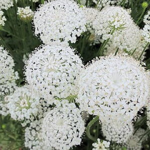  fBfBXJXEZgm Xm[zCg 1܁y^LCczH܂