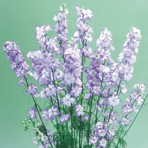  璹 Jk u[sReB 1܁y^LCczH܂