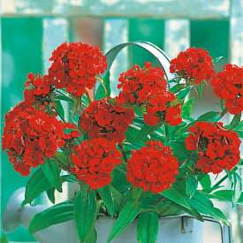 楽天市場 ナデシコ 四季咲きの通販