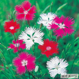 楽天市場 ナデシコ 苗 種類 植物 ナデシコ 花 ガーデン Diy の通販 楽天市場 ナデシコ 苗 種類 植物 ナデシコ 花 ガーデン Diy の通販