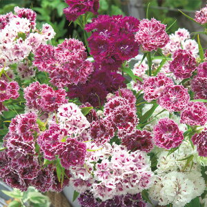  qi_CATXjPWg~bNX 1܁y^LCczH܂