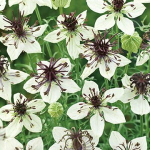  jQi낽˂) psT AtJuCh 1܁y^LCczH܂