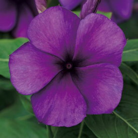 種 日日草（ビンカ）タトゥーブルーベリー 1袋【タキイ種苗公式】春まき