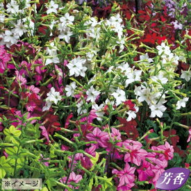 楽天市場 花タバコの通販
