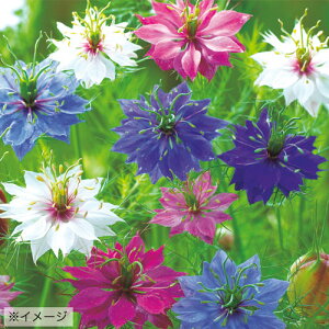  jQi낽˂j yVWG 1܁y^LCczH܂