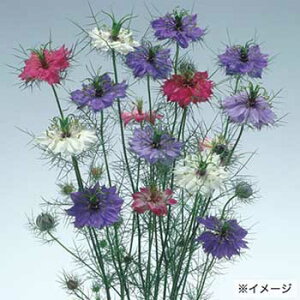  jQi낽˂j ~XW[L 1܁y^LCczH܂