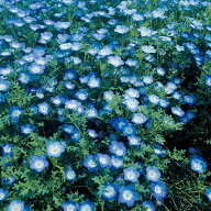 種 ネモフィラ インシグニスブルー 1袋【タキイ種苗公式】秋まき