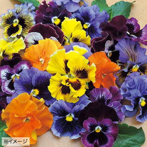  pW[ F1tYVY ~bNX 1܁y^LCczH܂