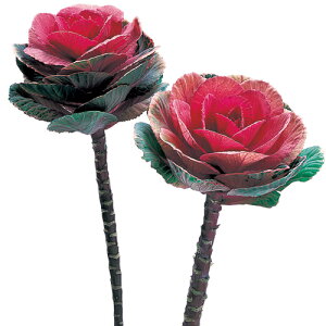  tO ˂̕P 1܁y^LCczH܂