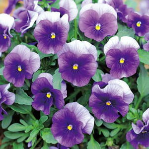  rIEF1с[ 1܁y^LCczH܂