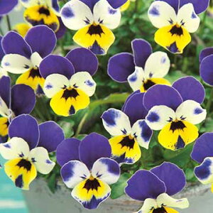  rI F1rr gJ[ 1܁y^LCczH܂