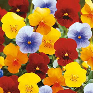  rI F1rr GbZX T 1܁y^LCczH܂