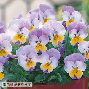  rI F1t[p[X[p[ [YECO 1܁y^LCczH܂