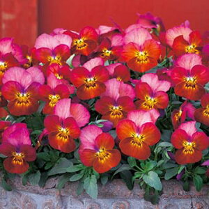  rIEF1t[p[ eRb^ 1܁y^LCczH܂