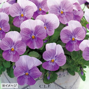  rI F1t[p[ sNr[R 1܁y^LCczH܂