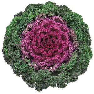  tO F1g΂ 1܁y^LCczH܂