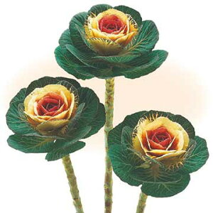  tO F1oCJ[g[` 1܁y^LCczH܂