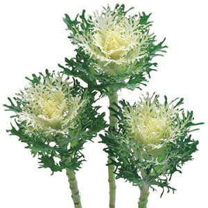  tO F1tFU[ sAzCg 1܁y^LCczH܂