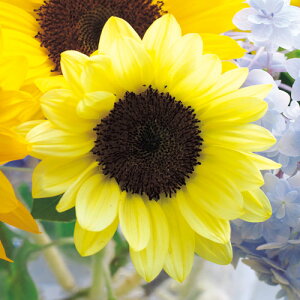 ひまわり 種の人気商品 通販 価格比較 価格 Com