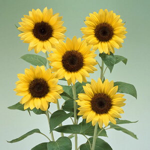 �� �Ђ܂�� F1�T�}�[�T�����b�`������45 1�܁y�^�L�C��c�����z�t�܂�