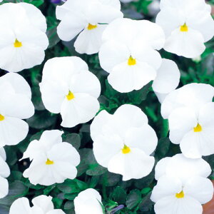  EB^[pW[ F1i` zCg 1܁y^LCczH܂