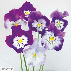 楽天市場 切り花 パンジーの通販