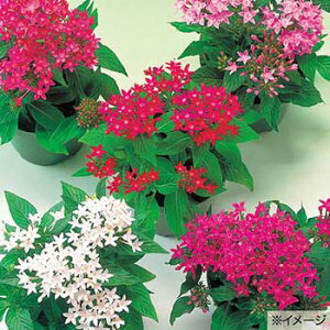 �� �y���^�X �j���[���b�N�~�b�N�X 1�܁y�^�L�C��c�����z�t�܂�