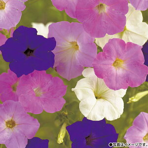 �� �y�`���j�A ������d�獬�� 1�܁y�^�L�C��c�����z�t�܂�