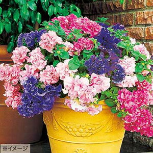 �� �y�`���j�A F1�_�u���J�X�P�[�h �~�b�N�X 1�܁y�^�L�C��c�����z�t�܂�