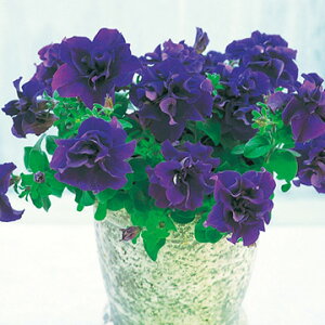 �� �y�`���j�A F1�_�u���J�X�P�[�h�u���[ 1�܁y�^�L�C��c�����z�t�܂�