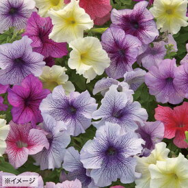 種 ペチュニア F1プリズムサンデーミックス 1袋【タキイ種苗公式】春まき