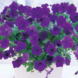 苗 ペチュニアの人気商品 通販 価格比較 価格 Com