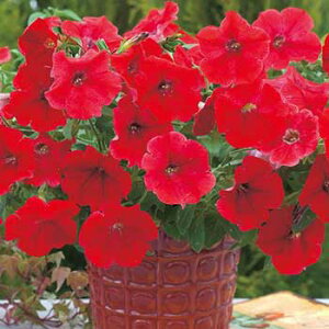 苗 ペチュニアの人気商品 通販 価格比較 価格 Com