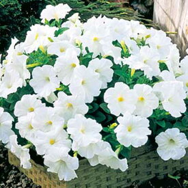 種 ペチュニア F1ディーバホワイト 1袋【タキイ種苗公式】春まき