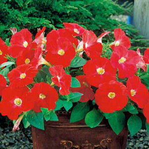 �� �y�`���j�A F1�f�B�[�o�X�J�[���b�g 1�܁y�^�L�C��c�����z�t�܂�