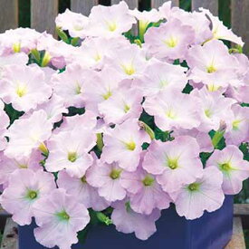 種 ペチュニア F1ディーバラベンダーピンク 1袋【タキイ種苗公式】春まき